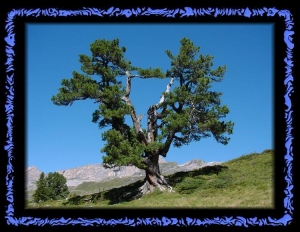 Knorriger Baum auf der Engstlenalp