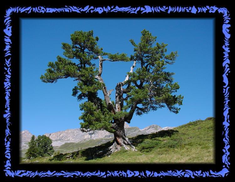 Knorriger Baum auf der Engstlenalp Knorriger Baum auf der Engstlenalp