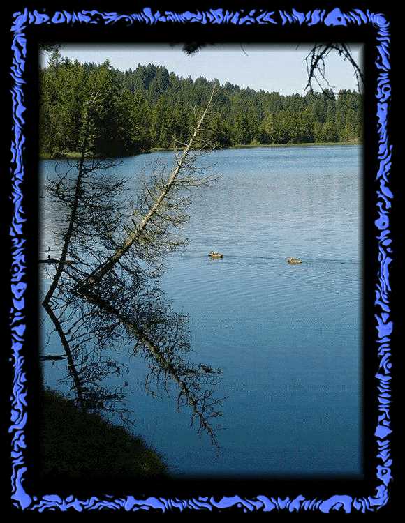 Enten am Etang de Gruère