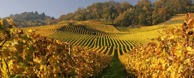 Mont Vully Weinberg